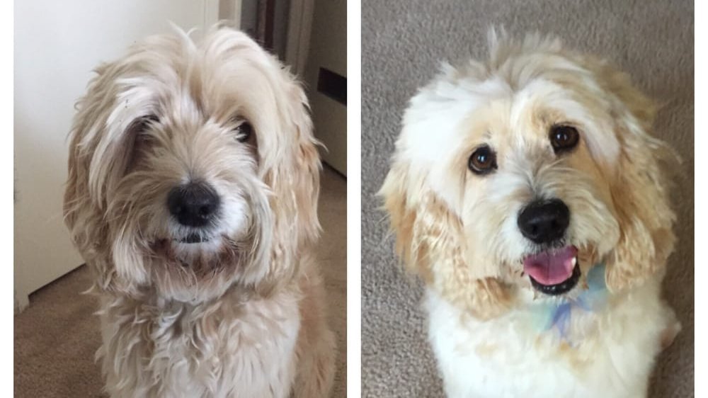 The same shaggy cream dog before its groom, and after with a rounded face trim and a ribbon at the neck