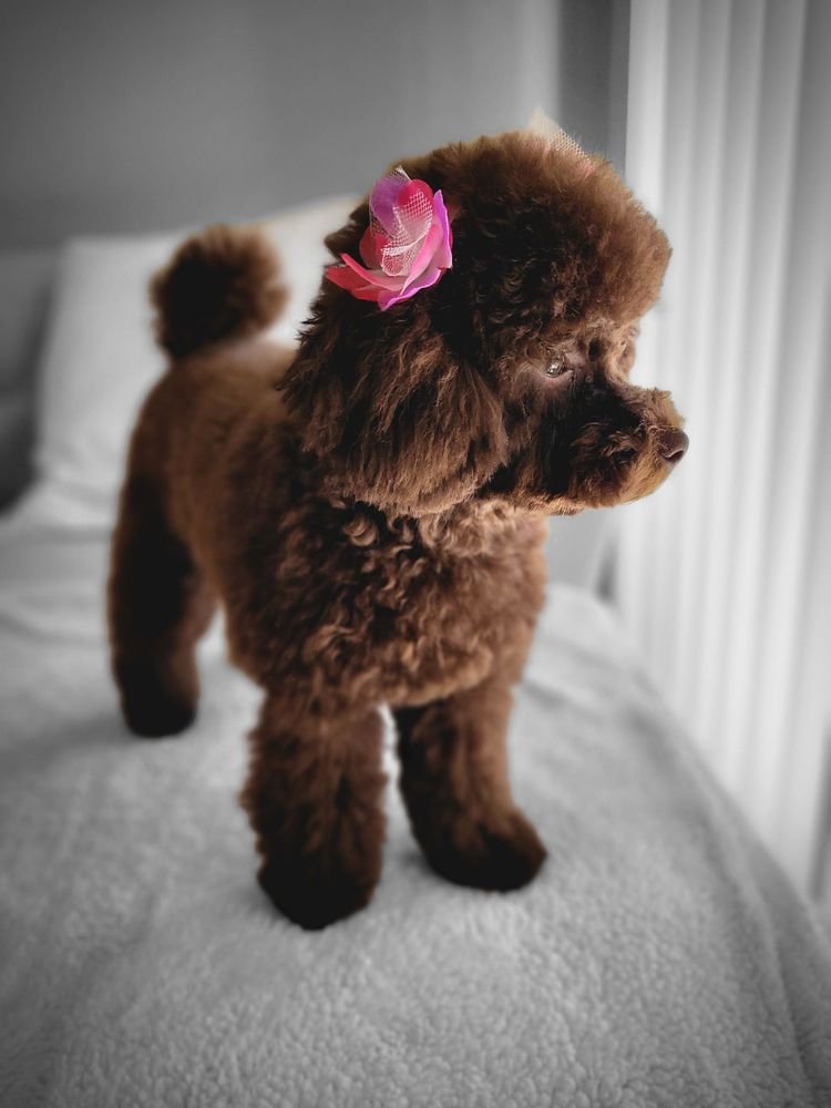 A chocolate toy poodle with a rounded scissored coat and a pink flower bow
