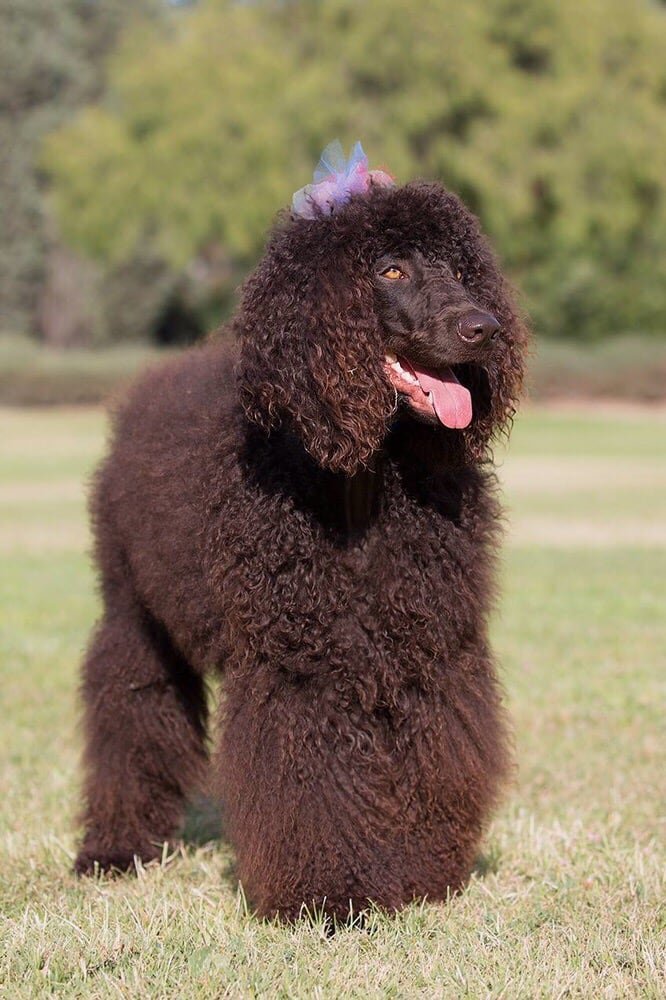 A tall dark-brown curly-coated dog with a lilac tulle bow, standing on grass