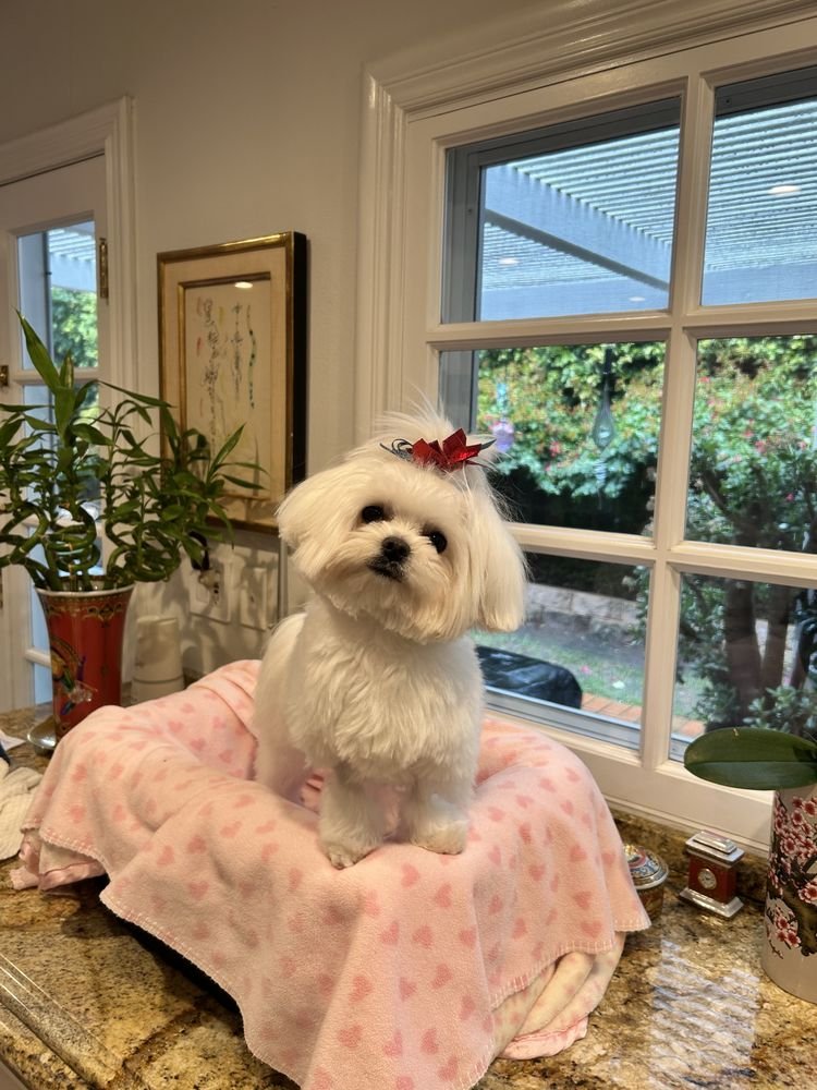 A white Maltese with a short trim and a red bow, sitting on a pink blanket