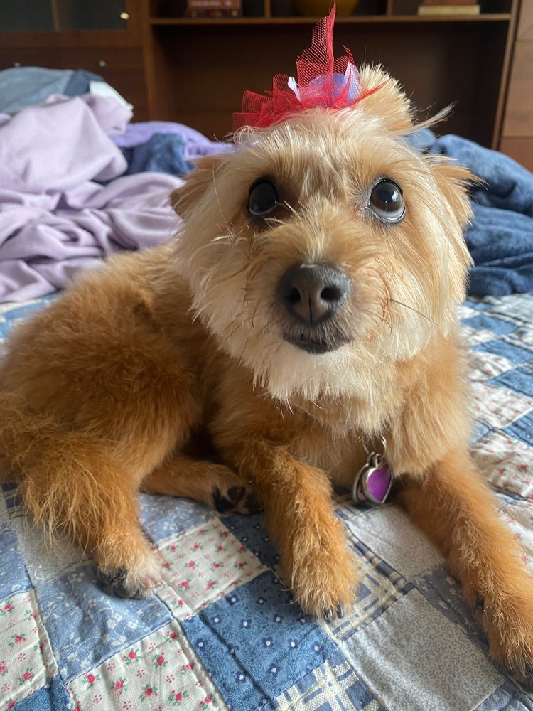 A small ginger terrier mix with a red tulle bow, lying on a patchwork quilt