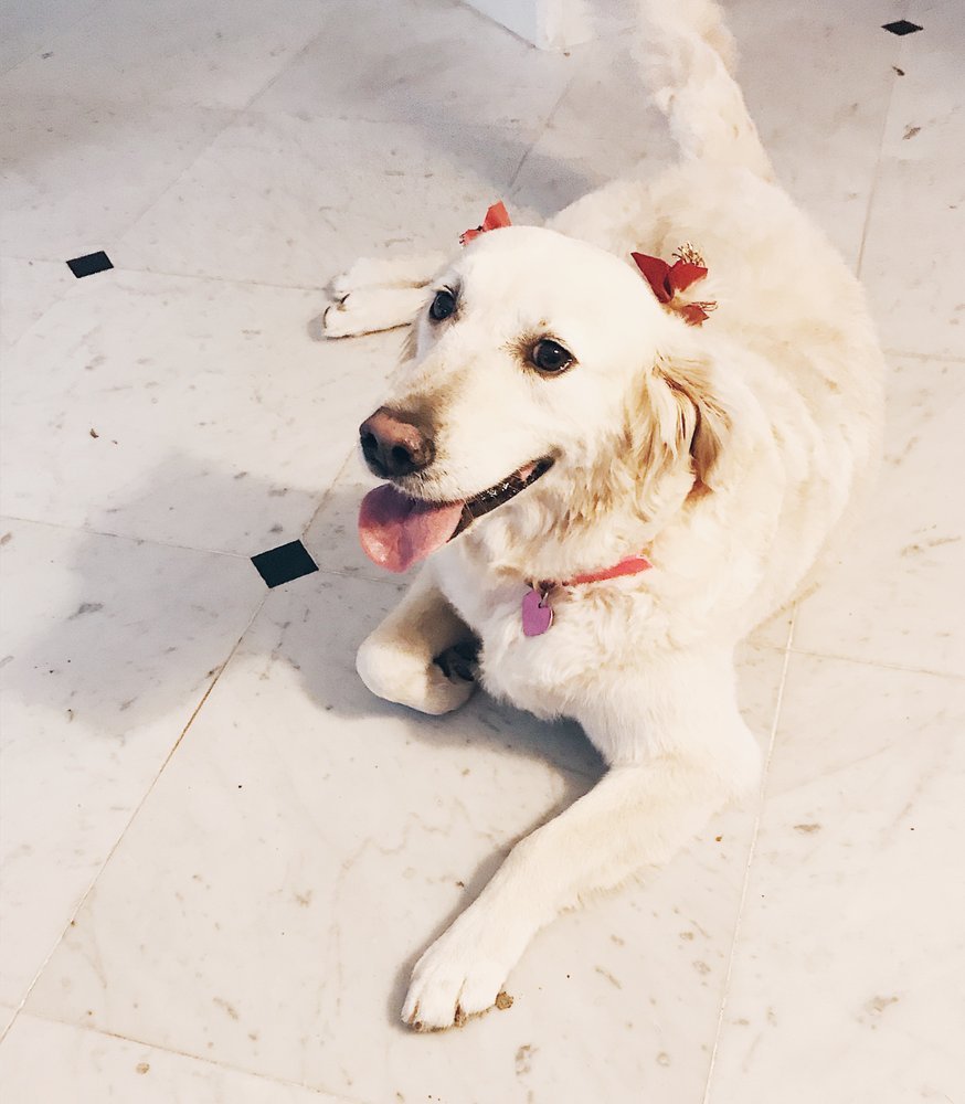 A cream golden retriever with red bows on both ears, lying on a tile floor