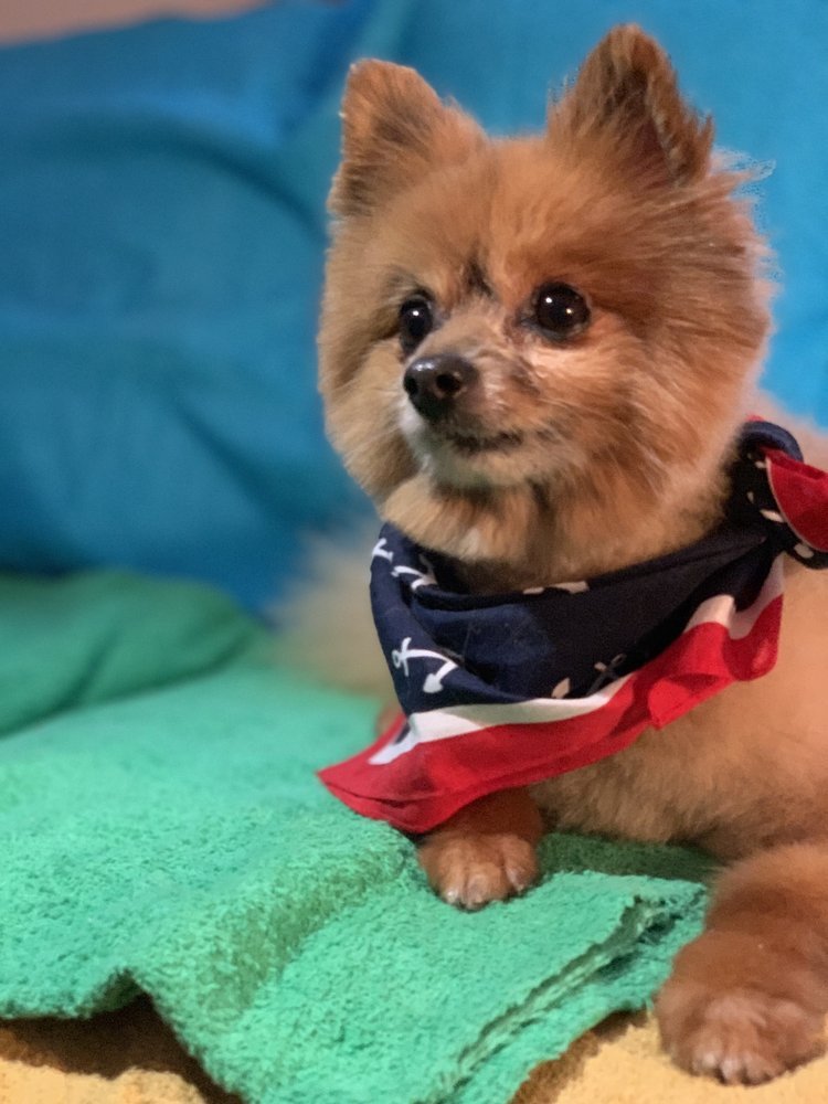 A Pomeranian with a tidy trimmed coat and a stars-and-stripes bandana