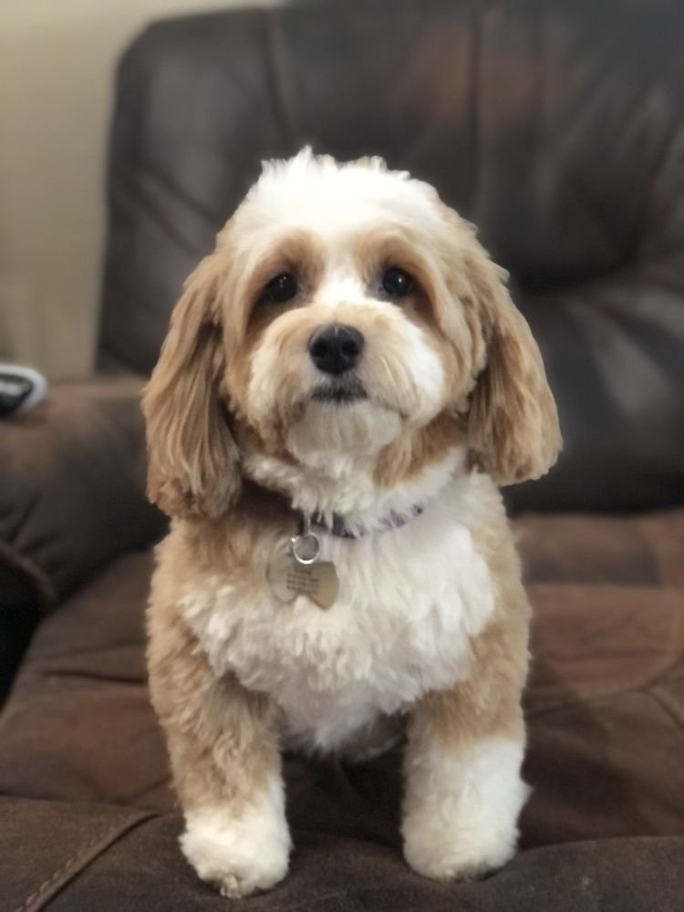 A cream and white dog with a short body trim and long feathered ears, on a leather couch