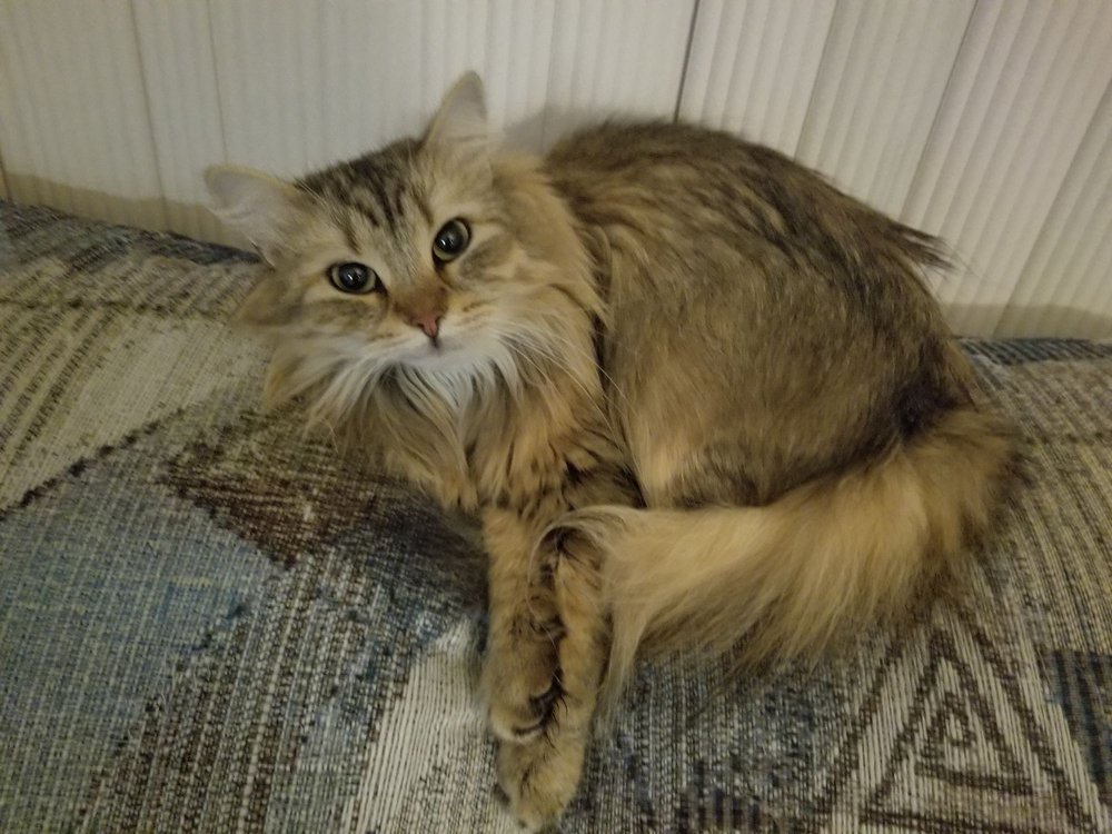 A long-haired tabby cat curled up on a woven blanket