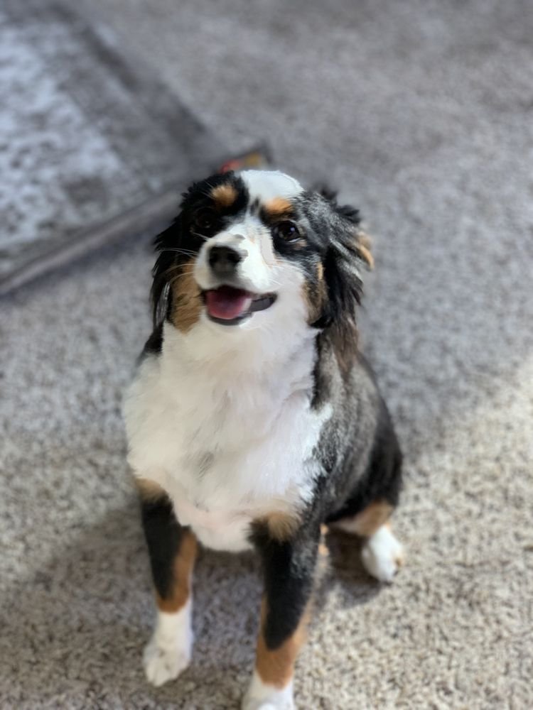 A tri-color miniature Australian Shepherd sitting on a carpet, smiling